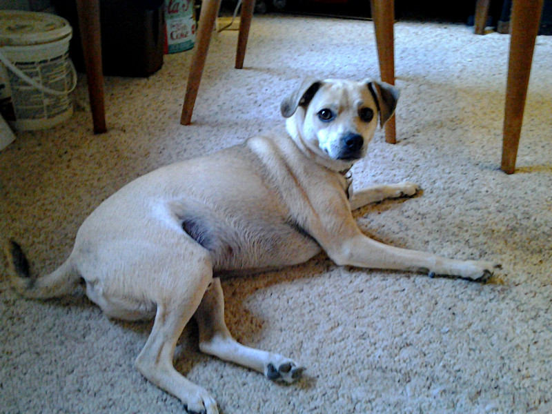 Rusty's a big boy now, October 1, 2011